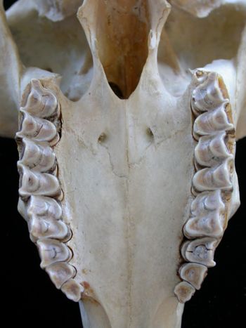 Media type: image;   Mammalogy 25354